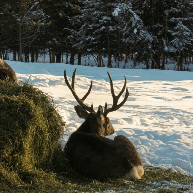 Cerf au Canada