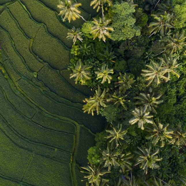 Les rizières d'Ubud