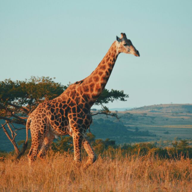 Safari en Afrique du Sud