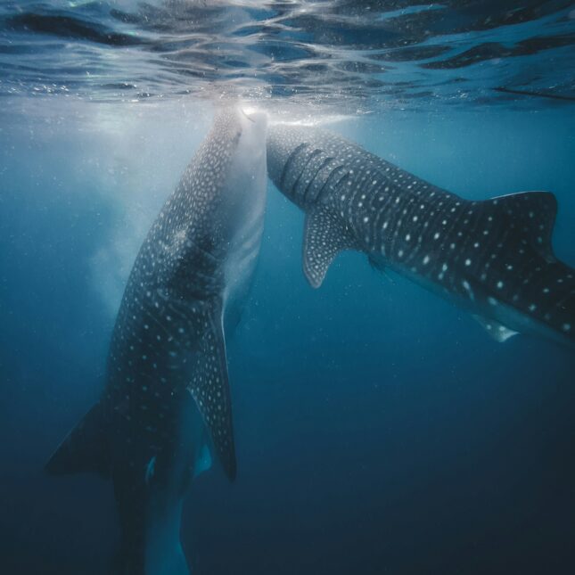 Les requins-baleines sur l'île de Moyo