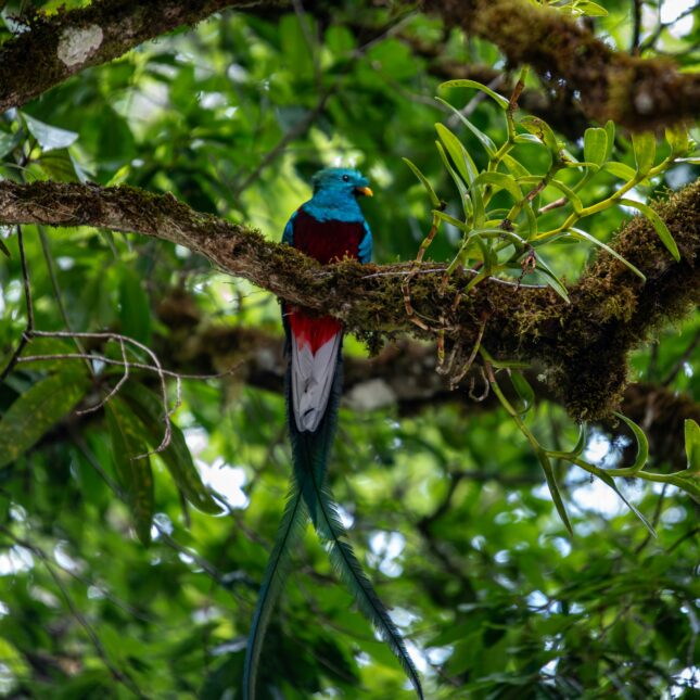 Quetzal Costa Rica