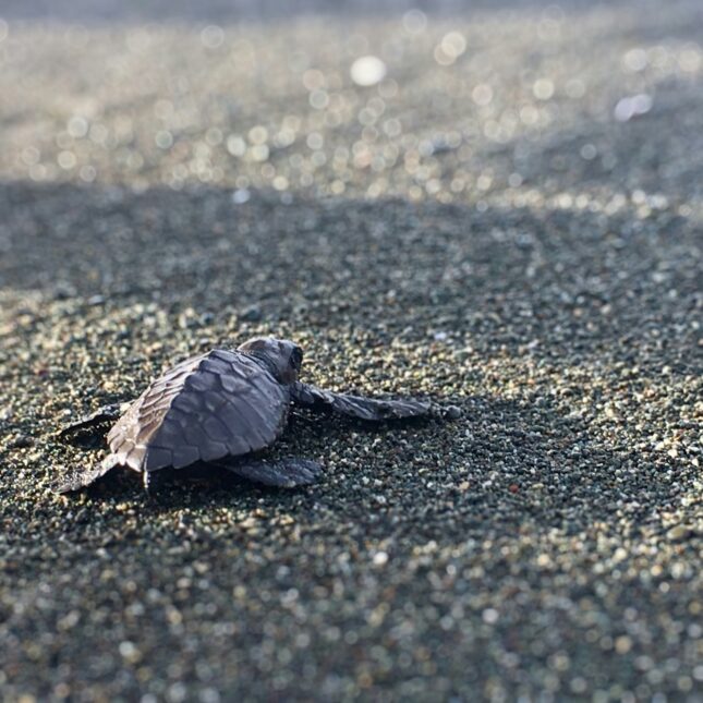 Tortues Costa Rica