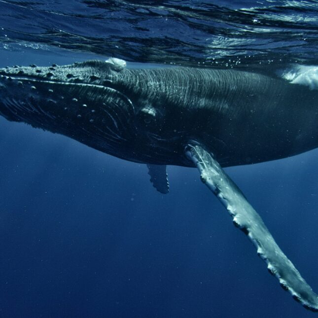 Les baleines dans le Pacifique