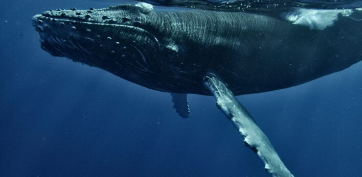 Baleines Polynésie