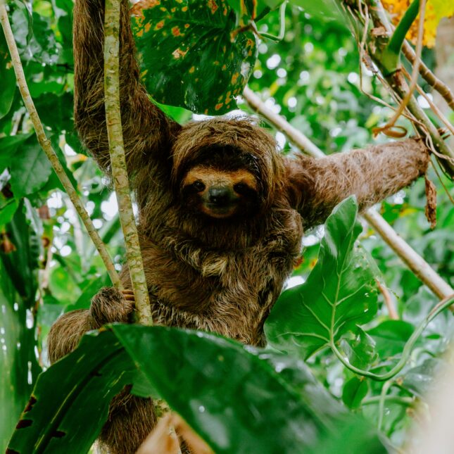 costa rica animaux paresseux
