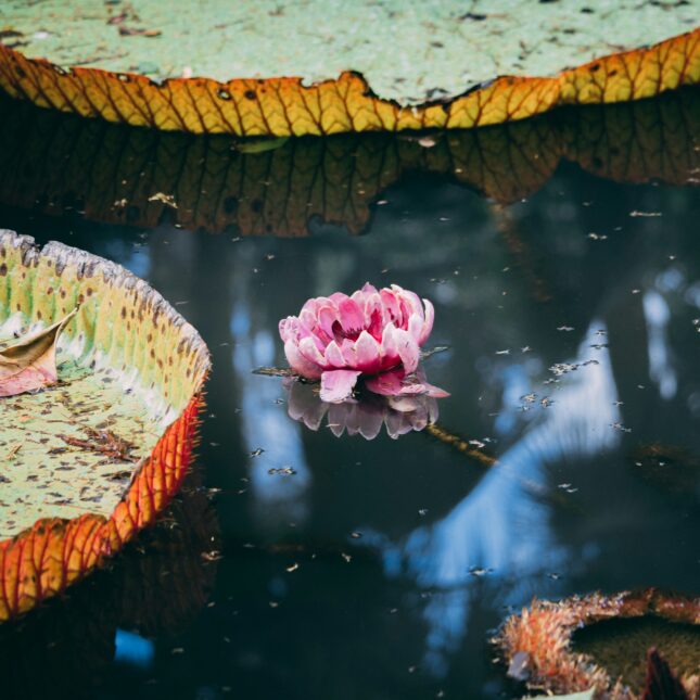 Les jardins de Pamplemousses