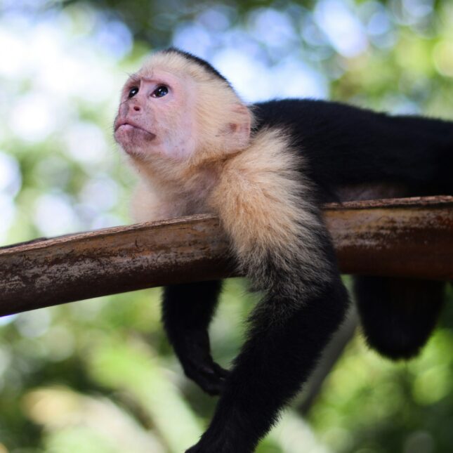 costa rica
