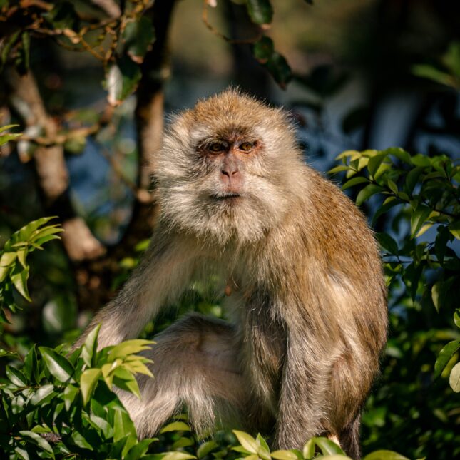 Les singes à l'île Maurice