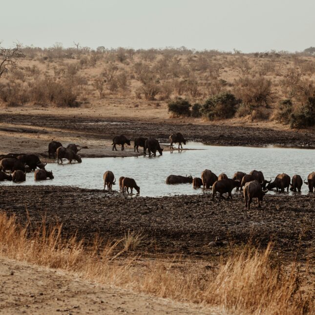 Les plus beaux safaris d'Afrique