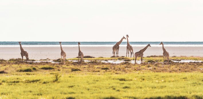 Parc national d'Etosha