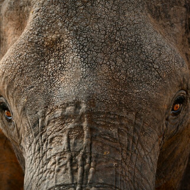 un éléphant d'Afrique