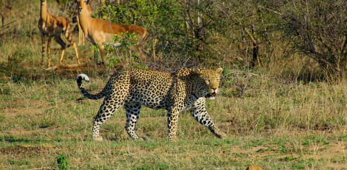 léopard dans le parc national Kruger