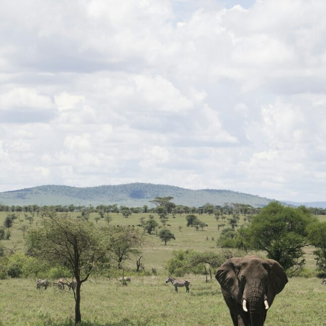 Les paysages verdoyants du Serengeti