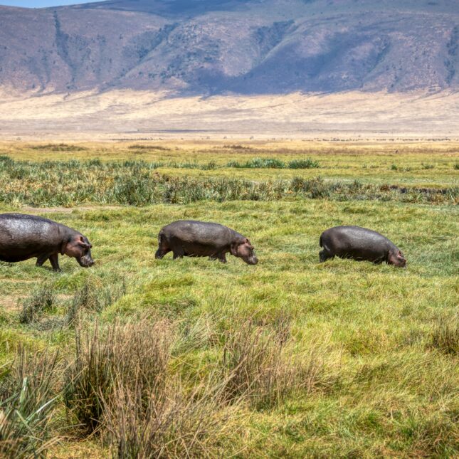 La vie luxuriante au cœur du cratère