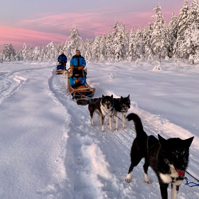 Traîneau à chiens Canada