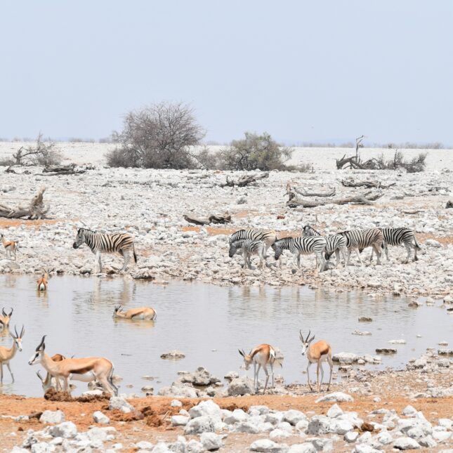 Les plus beaux safaris d'Afrique