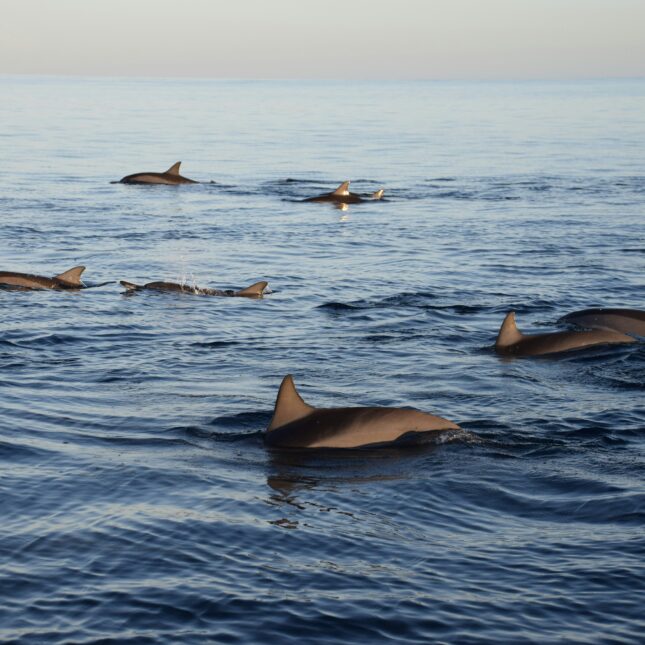 Les dauphins à l'île Maurice