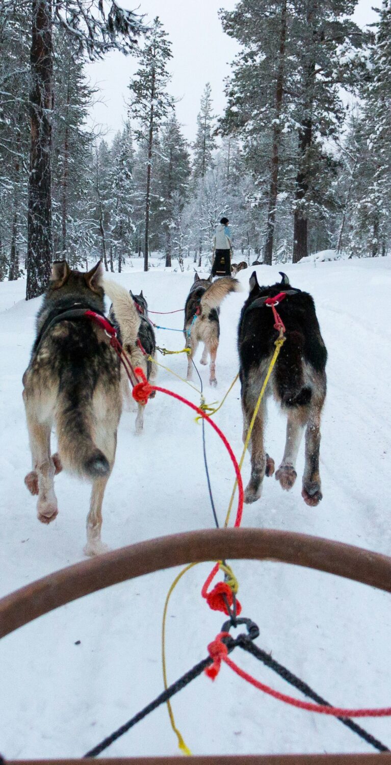 Que faire au Canada en hiver ? 4 activités incontournables