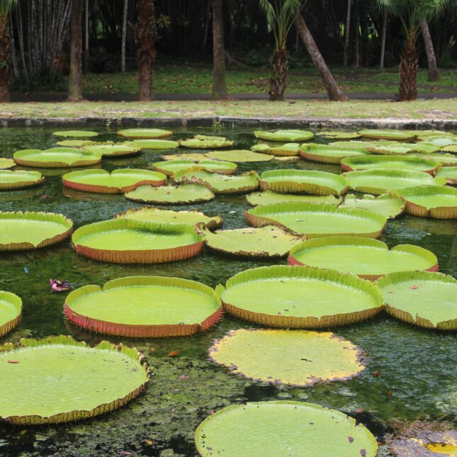 Le Jardin de Pamplemousses