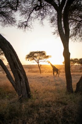 Les plus beaux safaris d'Afrique