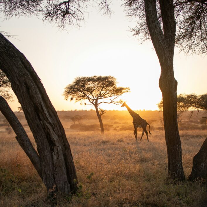 Les plus beaux safaris d'Afrique