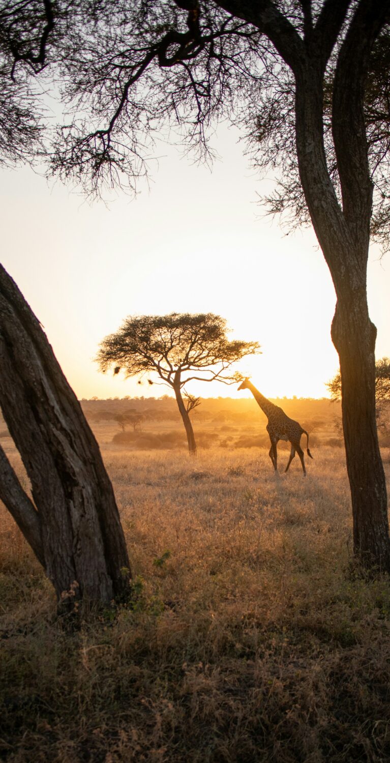 Les plus beaux safaris d’Afrique : notre guide voyage