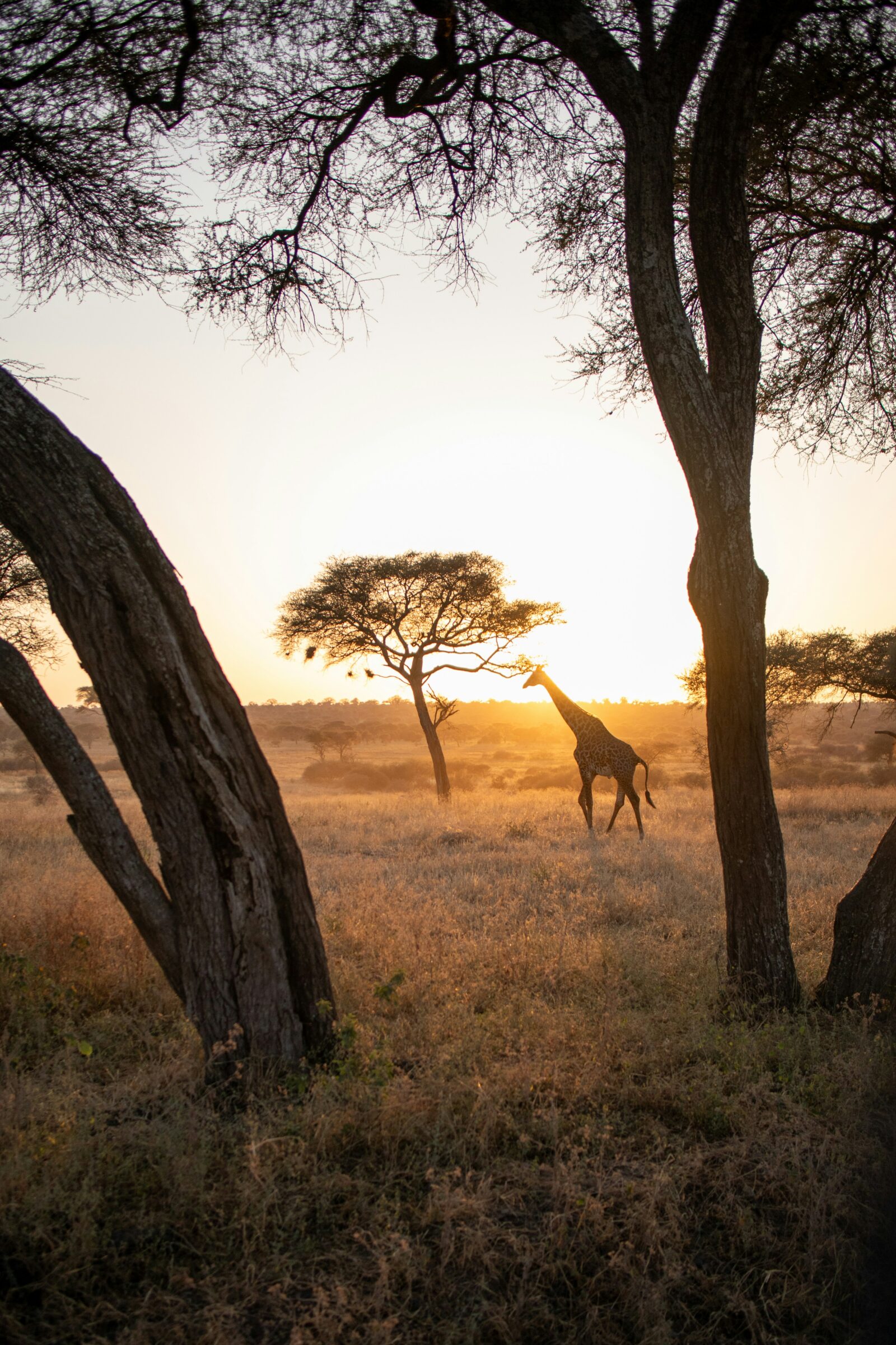 Les plus beaux safaris d’Afrique : notre guide voyage