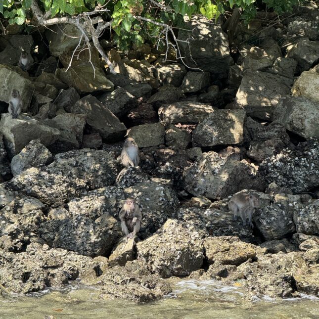 Les singes dans le parc marin de Krabi