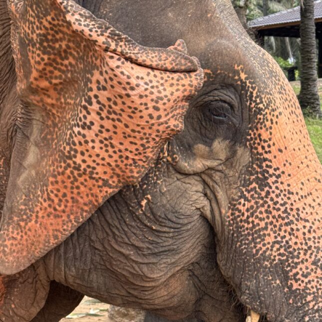 Au plus près des éléphants à Krabi