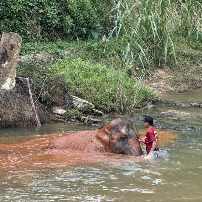 Bain de boue avec les éléphants