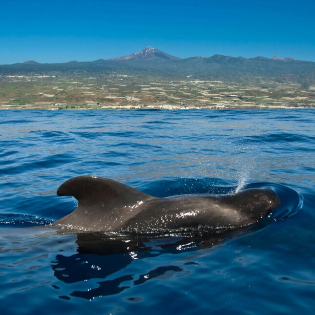 Voir les dauphins à Tenerife
