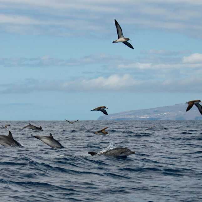 Que faire à Tenerife en deux semaines ?