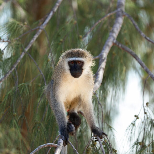 Singe dans le parc national de Saadani