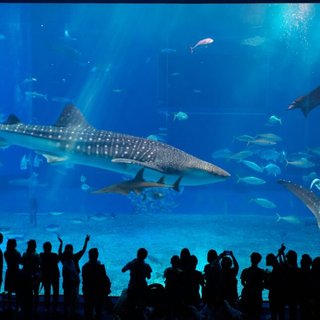 L'Aquarium de Churaumi