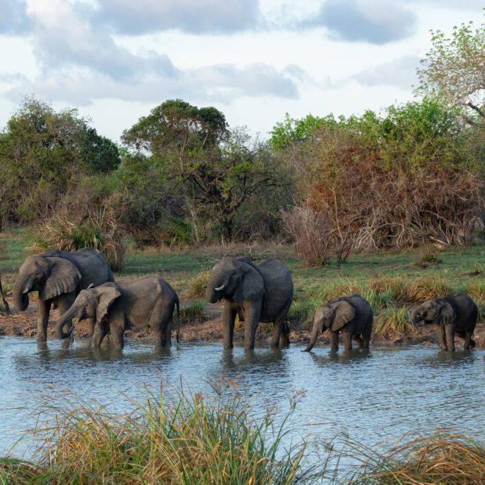 Parc national Saadani