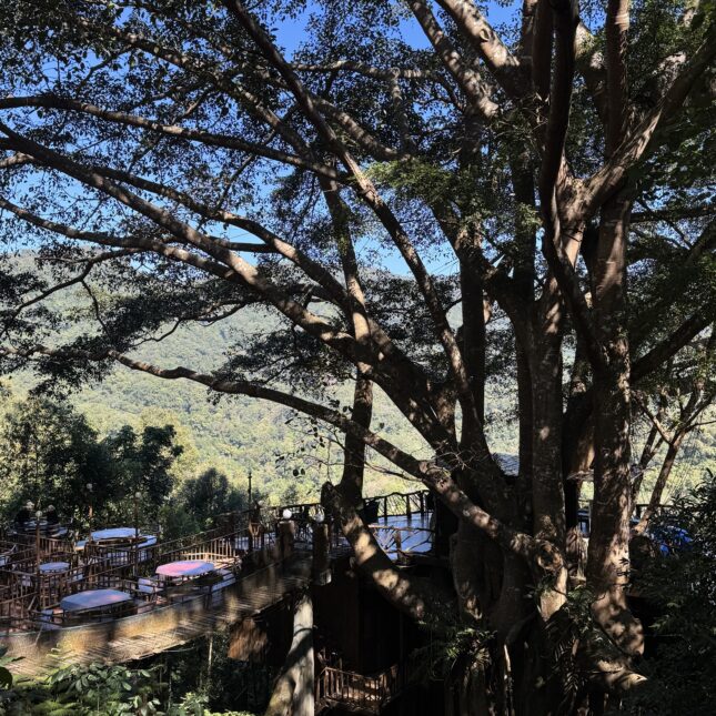 Le café The Giant dans le nord de la Thaïlande