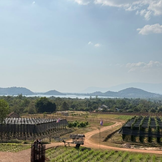 Champs de poivre de Kampot