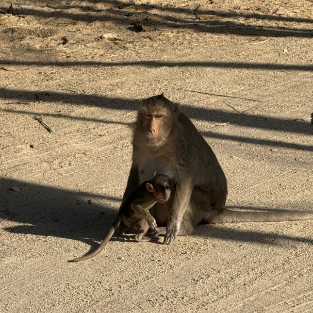 Les singes du Cambodge