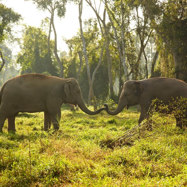 Rencontre avec les éléphants à l'Anantara Golden Triangle