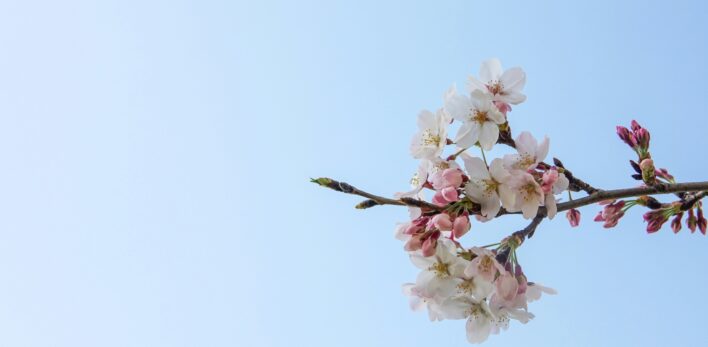 Sakura japon