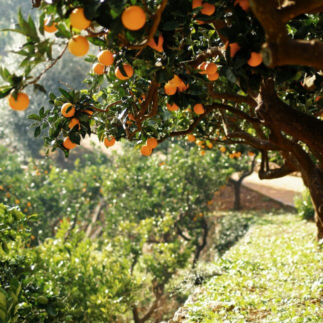 Plus beaux villages Majorque