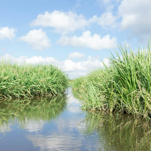 Bayou Louisiane
