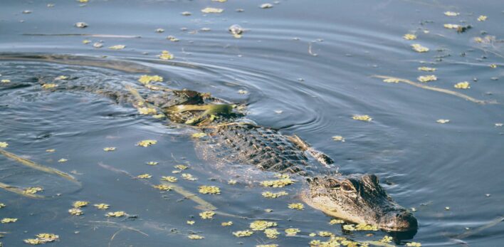 Alligator Louisiane