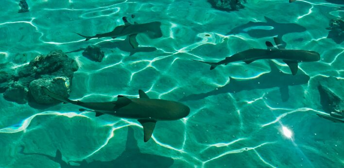 Snorkeling Polynésie