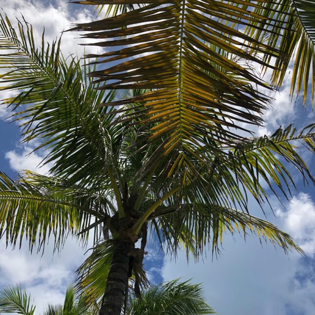 Bahamas