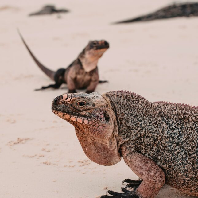 Iguanes Bahamas