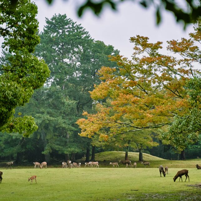 Parc de Nara