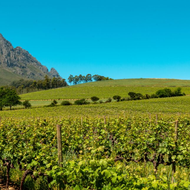 Route des vins Afrique du Sud
