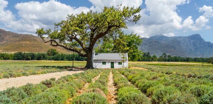 Vignes de Franschhoek
