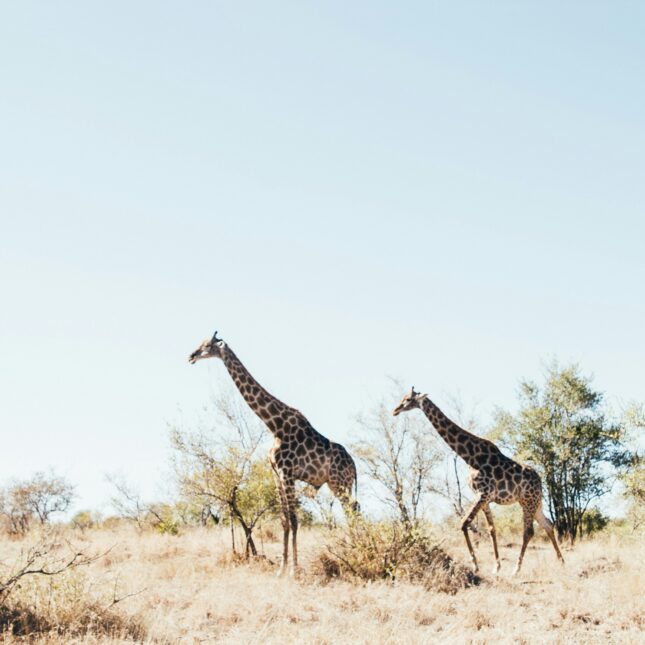 Que faire en Afrique du Sud en 15 jours